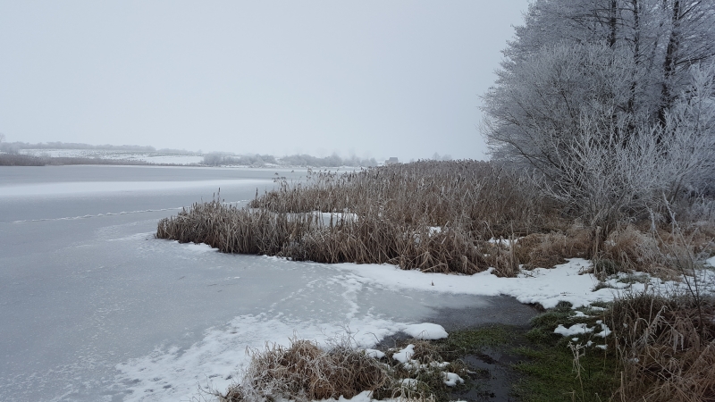 Monitoring ptaków zimujących