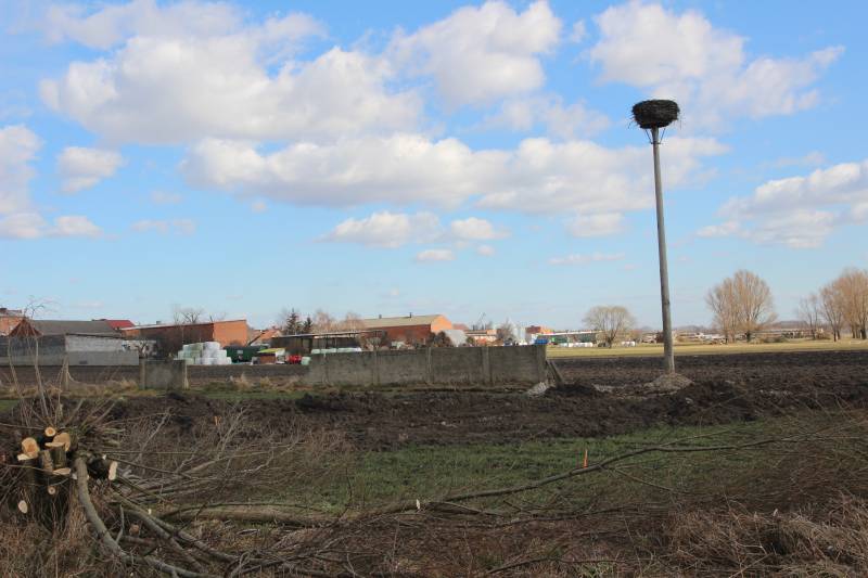 Gniazdo bociana białego