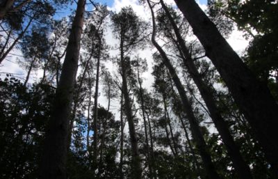 Fotografia ornitologiczna