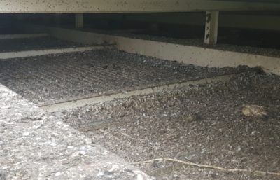 Opinia ornitologiczna Wroclaw