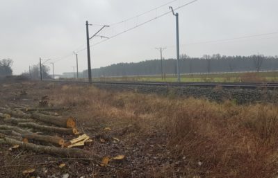 Inwentaryzacja dendrologiczna