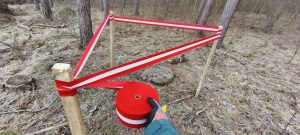 Wygrodzenie siedliska mrówki rudnicy